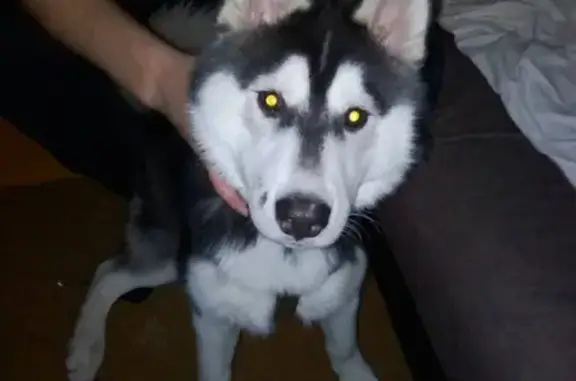 Найдена собака в Сызрани, ищем хозяина