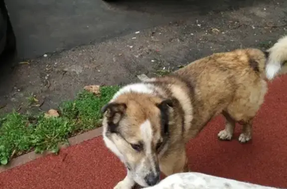 Найдена добродушная собака в районе Соколиной Горы, Москва