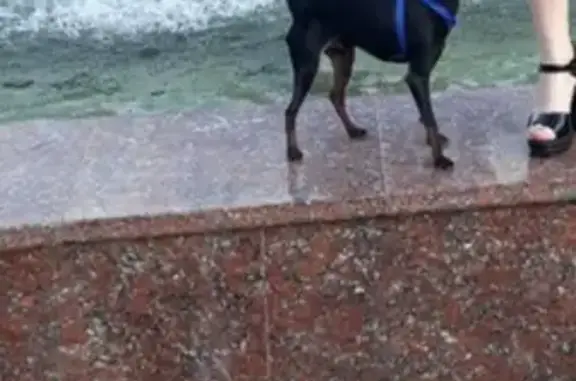 Собаки потеряшки, Тверь, фото: Потеряшка той терьер Зевс в центре Твери