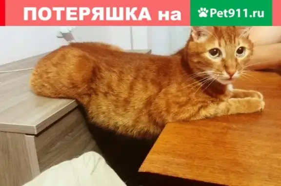 Пропала кошка в Орске, район Суворова 6, помогите найти!