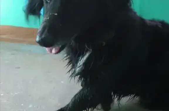 Найдена собака на озере Земснаряд, Нижний Новгород