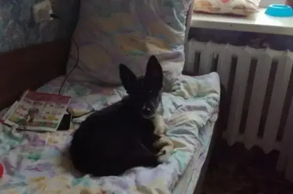 Найден щенок-девочка в Смоленске