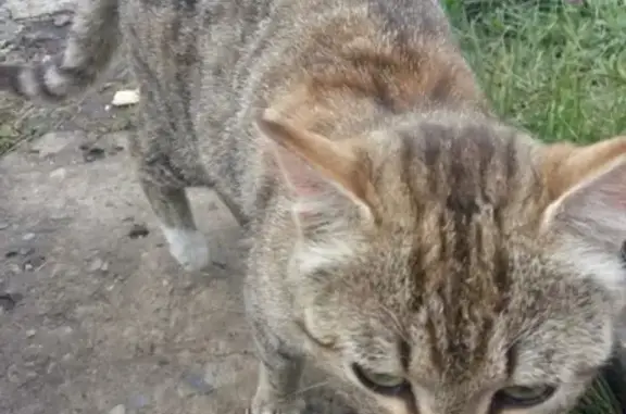 Потерянный котенок на даче в Барнауле [id238230436]