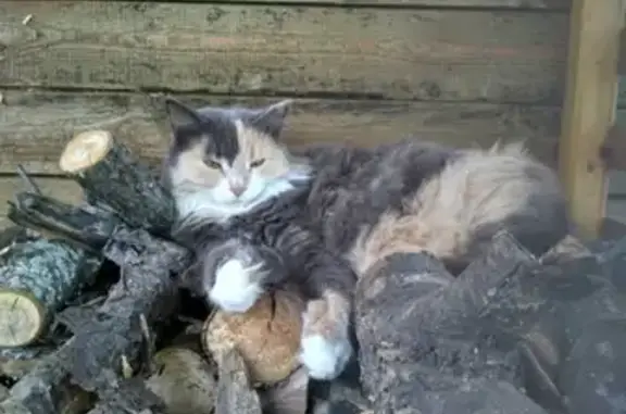Пропала кошка Лина на даче возле Васильева (Казань)