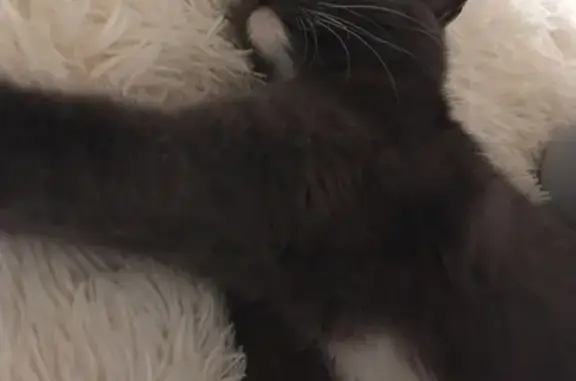 Кошки потеряшки, Киров, фото: Потеряшка кошка Вафля в Нововятске, ул. Школьная 18.07