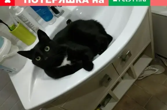 Кошки потеряшки, Набережные Челны, фото: Потеряшка кот Феликс, Набережные Челны, черный с белыми пятнышками.