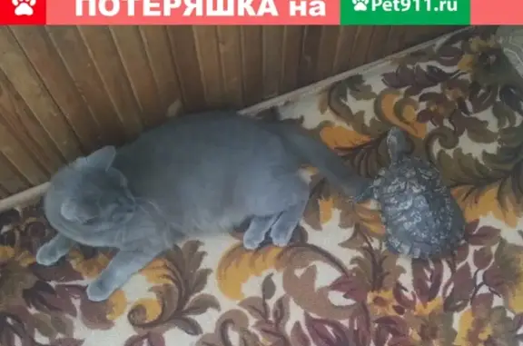 Пропала кошка на Большевистской 2б, Бердск