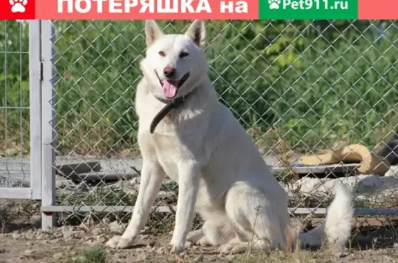 Пропала собака в Касли, Челябинская область