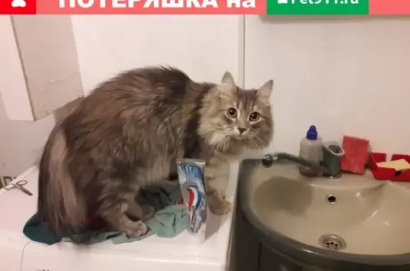 Пропала кошка Муся в Северодвинске