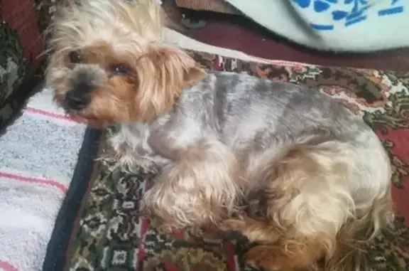 Найдена собака Йоркширский терьер на улице Кирова