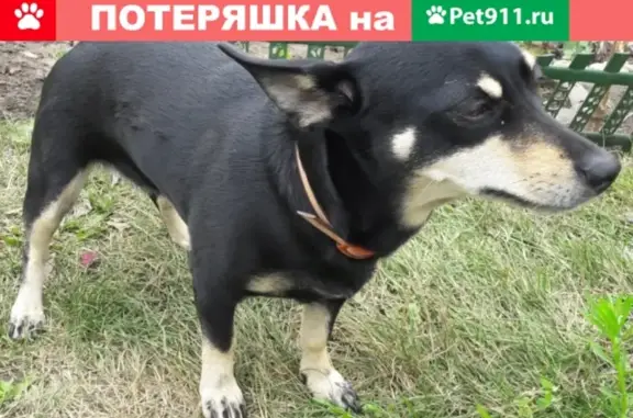 Пропала собака Алиса в Бердске, Новосибирская область