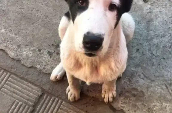 Пропала собака Фиша на ул. Кутузова, Барнаул.