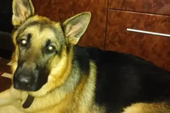 Собаки потеряшки, Новокузнецк, фото: Потеряшка собака Дик в Новокузнецке