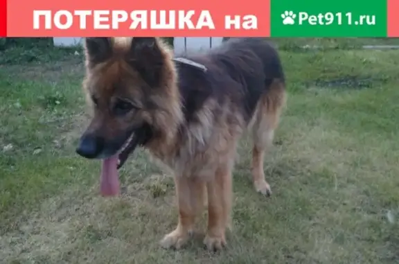 Найдена собака в Октябрьском поселке в Барнауле