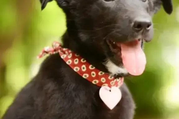 Найдена собака, Москва, фото: Найден щенок в Мытищах ищет дом