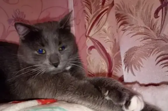 Пропала кошка в Иваново, район Харенка, вознаграждение!