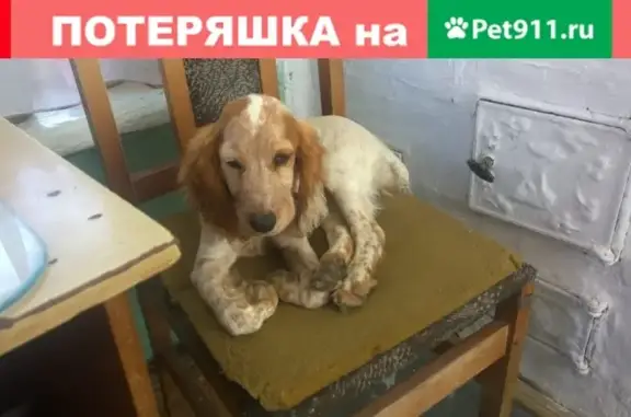 Пропала собака в Александровске, ищем спаниеля.