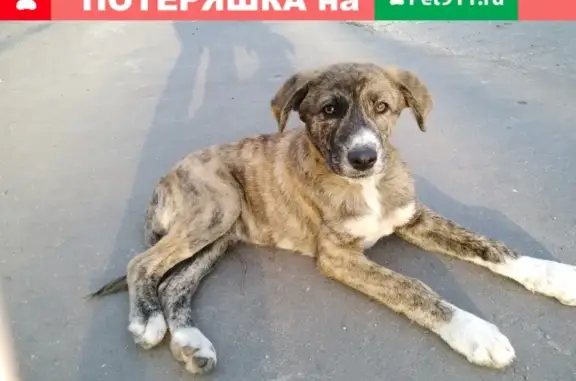 Найден щенок в Егорьевске #ПЕ_найден