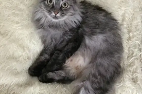 Кошки потеряшки, Киров, фото: Потеряшка кошка в районе танка, Киров