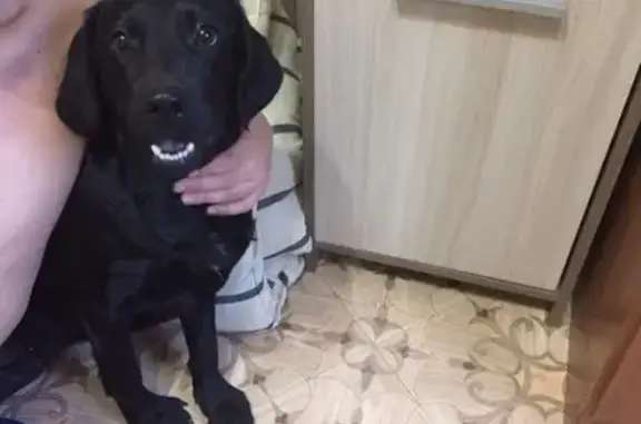 Найдена собака возрастом 5-6 мес. на Покровском 16 в Сыктывкаре