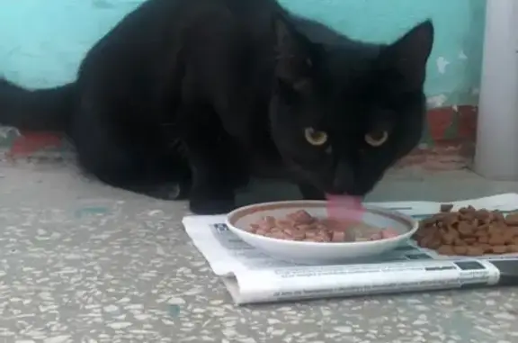 Найден голодный кот на Бардине (Екатеринбург)