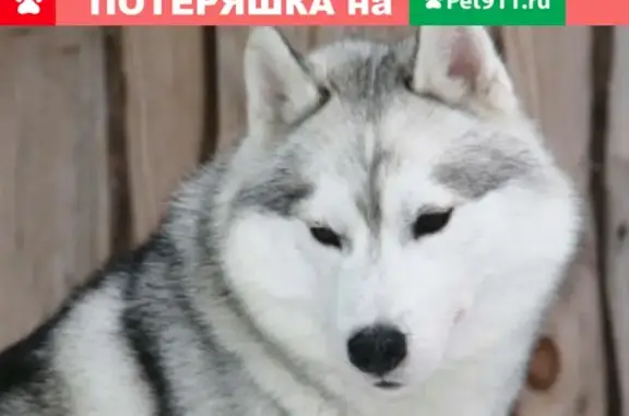 Пропала собака породы Сибирская хаски в Боре, Нижегородская область
