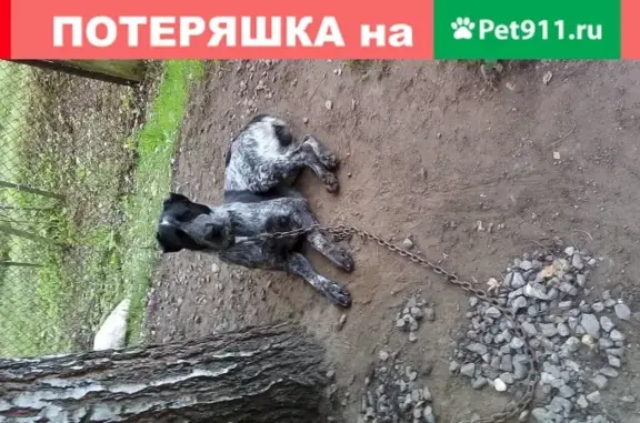 Найдена собака в Тверской деревне Глазково.