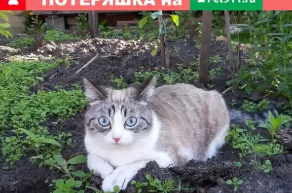 Пропала кошка в СНТ Рассвет, Тюмень