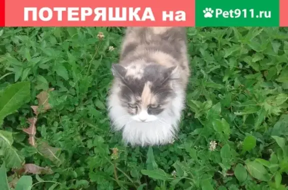 Пропала кошка в районе 1 лицея, Павловский Посад