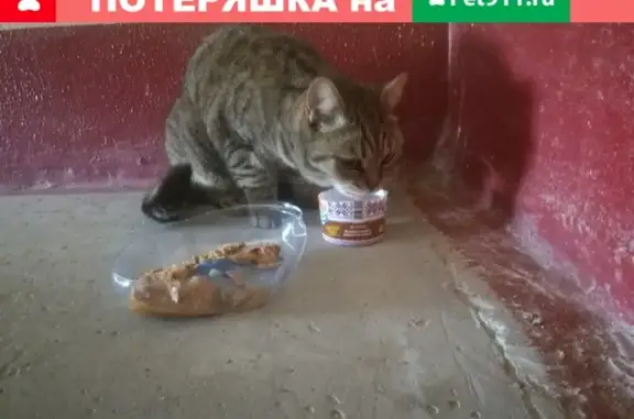 Потерянная кошка ищет новых хозяев в Воронеже