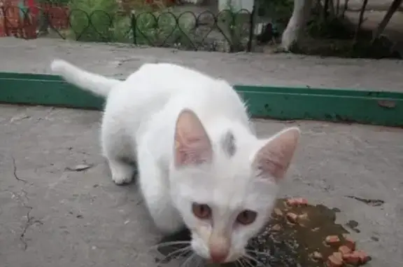 Найдена кошка на ул. Куликова, ищем дом!