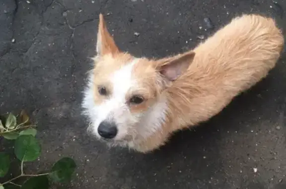 Найдена собака на улице Алексеева, Ржев