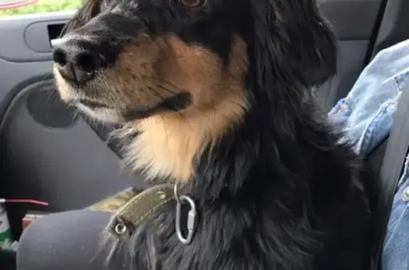 Найдена собака метис таксы у Копорья, ищем хозяев