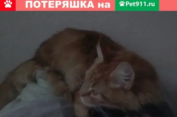 Найден кот Мейн Кун в Магнитогорске