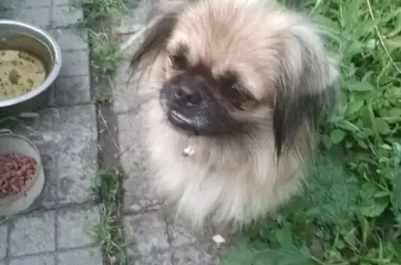 Найдена собака без ошейника на улице Тургенева, Краснодар