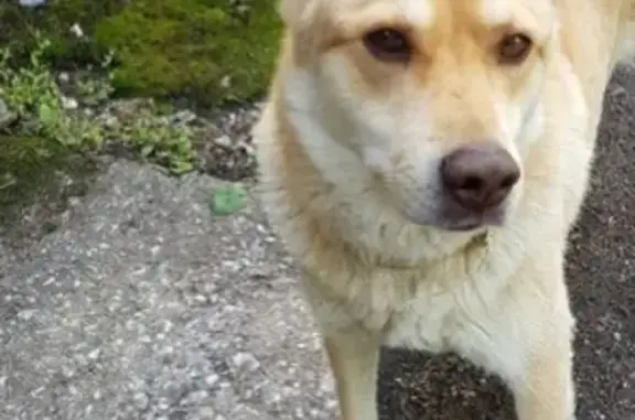 Найдена собака в Спб, Ломоносовском районе, ищем хозяина
