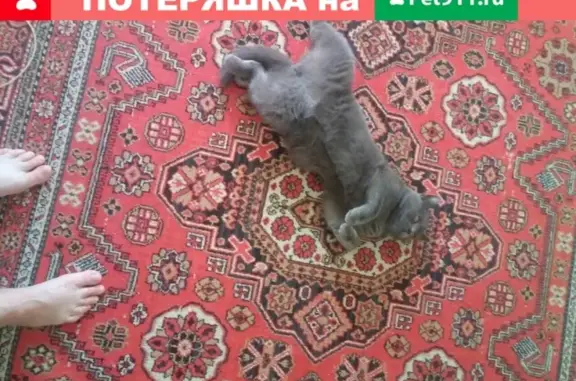 Пропала британская кошка в районе Нетьинки, вознаграждение предоставляется