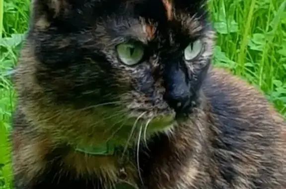 Кошки потеряшки, Москва, фото: Потеряшка кошка Василиса, Митино, Москва, Митинская ул. 52