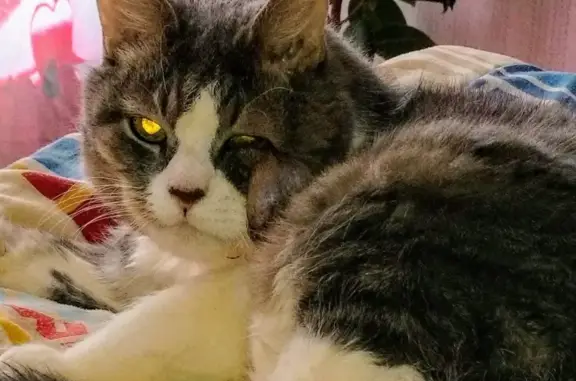 Кошки потеряшки, Санкт-Петербург, фото: Потеряшка кошка Кисик на Орджоникидзе, 31/2, СПб