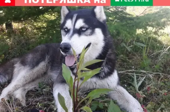 Пропала собака Чингай в Корсакове, Сахалинская область