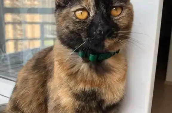 Кошки потеряшки, Москва, фото: Потеряшка стерилизованная кошка на улице Молостовых, Москва