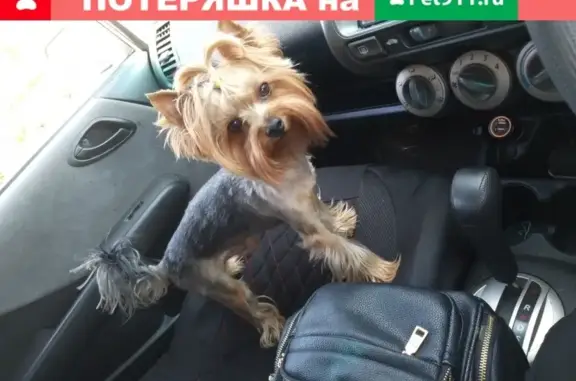Пропала собака ДЖОННИ на улице ПРОЛЕТАРСКАЯ, Новосибирск
