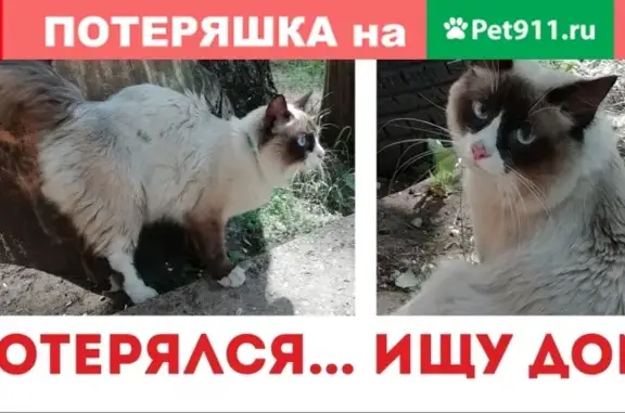 Найдена кошка на ул. Чапаева, Киров.