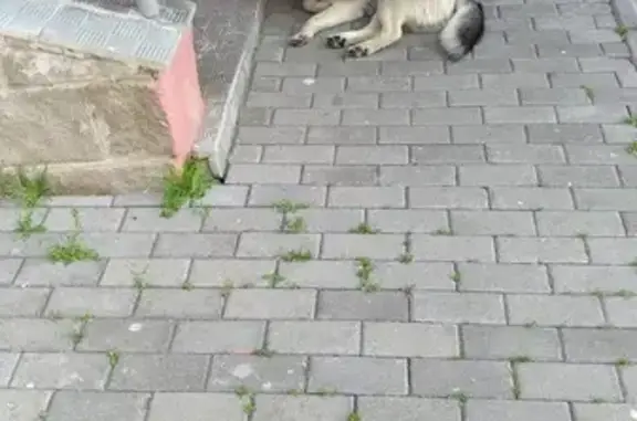 Собака с ошейником на ул. Орденоносцев, Химмаш.