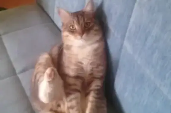 Кошки потеряшки, Киров, фото: Потеряшка кошка на ул. Волкова, Киров.