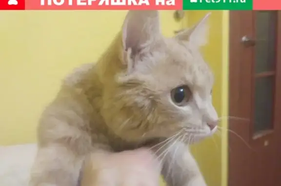 Найден котенок с оперированным нёбом на Малахова
