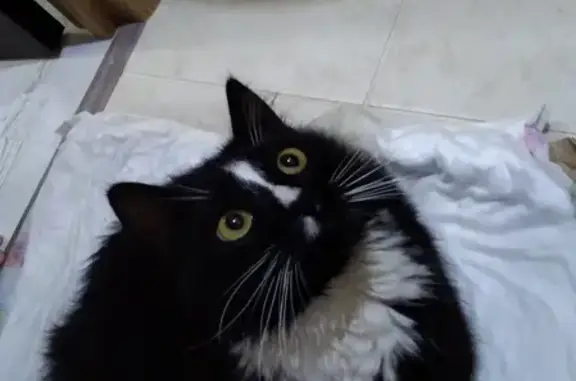 Найдена кошка Котик в Дмитрове, годовалый, здоровый и ласковый