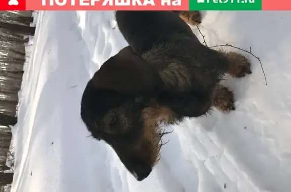 Пропала собака Такса в Клишино, Московская обл.