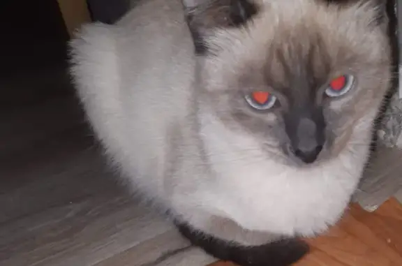 Кошки потеряшки, Ярославль, фото: Потеряшка кошка 