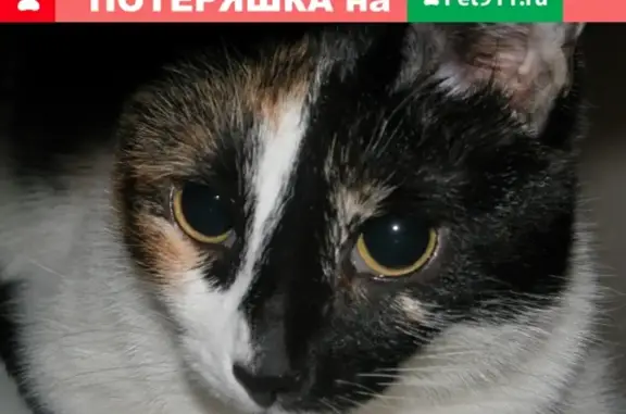 Пропала кошка в зелёном посёлке на Гоголя - Суворова